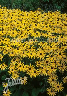 RUDBECKIA fulgida var. sullivantii  'Goldsturm' Korn