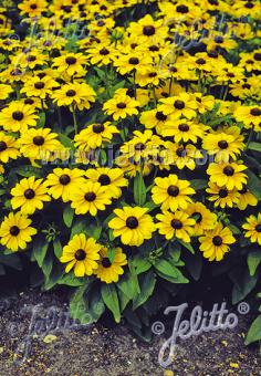 RUDBECKIA hirta  'Toto Gold' Portion(en)