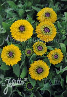 RUDBECKIA hirta  'Maya' Portion(en)