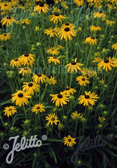 RUDBECKIA fulgida var. speciosa   Portion(en)