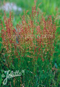 RUMEX acetosella   Portion(s)