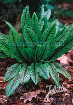 RUMEX sanguineus var. sanguineus   Portion(en)