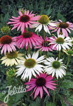 ECHINACEA purpurea  'Lustre Hybr.' Portion(en)