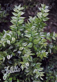 RUSCUS aculeatus   Portion(s)