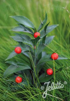 RUSCUS hypoglossum   Portion(en)