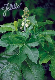 RICINUS communis   Portion(s)