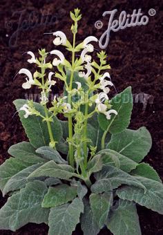 SALVIA candidissima   Portion(s)