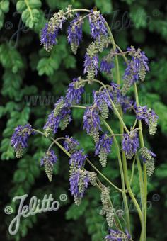 SALVIA nutans   Portion(en)