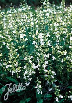 SALVIA officinalis f. albiflora   Portion(en)