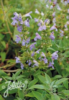 SALVIA tomentosa   Portion(en)