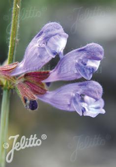 SALVIA ringens   Portion(s)