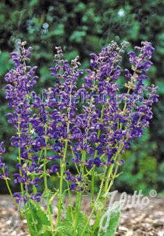 SALVIA pratensis Ballett Serie 'Twilight Serenade' Portion(en)