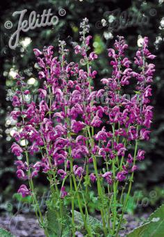 SALVIA pratensis Ballet-Series 'Sweet Esmeralda' Portion(s)