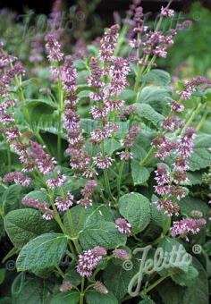 SALVIA verticillata   Portion(en)