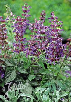 SALVIA miltiorrhiza  'BLBP 01' Gramm