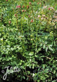 SANGUISORBA minor hort.   Portion(en)