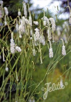 SANGUISORBA tenuifolia var. tenuifolia f. alba   Portion(en)