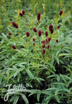 SANGUISORBA officinalis   Seeds