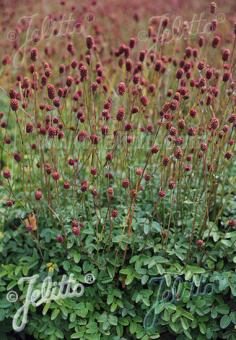 SANGUISORBA officinalis  'Little Red Tanna' Portion(s)