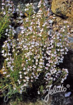 SATUREJA montana var. citriodora   Portion(en)