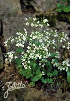 SAXIFRAGA cochlearis   Portion(s)