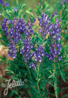 SCUTELLARIA baicalensis   Portion(en)