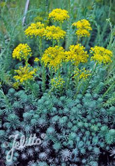 SEDUM forsterianum ssp. elegans  'Silver Stone' Portion(en)