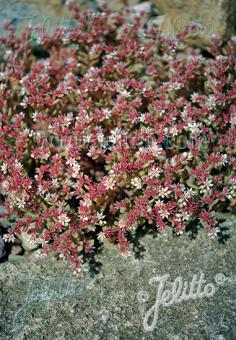 SEDUM hispanicum   Portion(s)