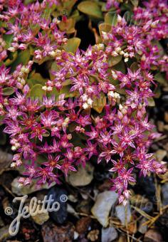 SEDUM obtusifolium var. listoniae   Portion(en)