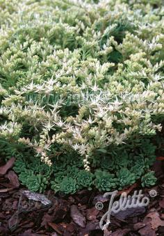 SEDUM glaucophyllum   Portion(en)