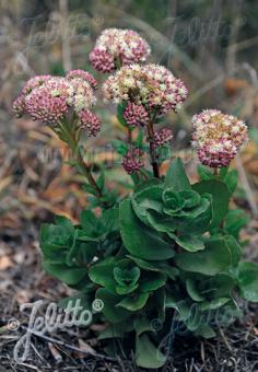 SEDUM telephium ssp. maximum   Portion(s)