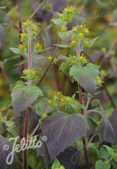 SIGESBECKIA pubescens  'BLBP 01' Portion(s)