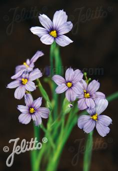 SISYRINCHIUM angustifolium   Portion(en)