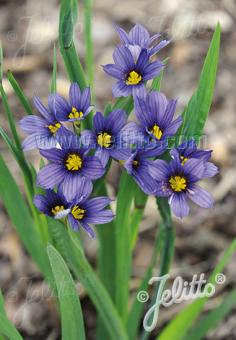 SISYRINCHIUM idahoense var. macounii  'Moody Blues' Portion(s)