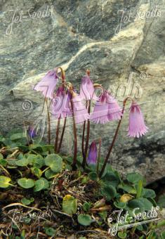 SOLDANELLA pusilla   Portion(en)