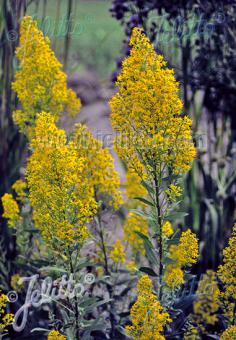 SOLIDAGO speciosa   Portion(en)