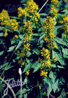 SOLIDAGO virgaurea   Portion(s)