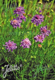 SCABIOSA lachnophylla  'Blue Horizon' Portion(en)