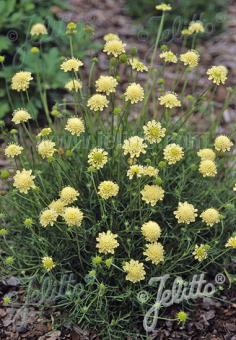 SCABIOSA ochroleuca  'Moon Dance' Portion(s)