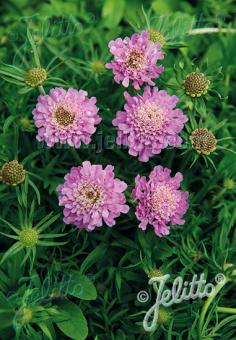 SCABIOSA japonica var. alpina  'Ritz Rosa' Portion(en)