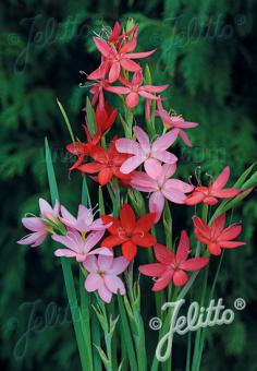 HESPERANTHA coccinea   Portion(en)