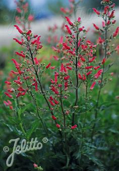 SCROPHULARIA macrantha   Portion(s)