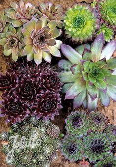 SEMPERVIVUM hybridum  winterharte Arten Korn