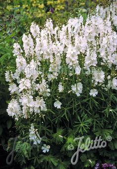 SIDALCEA candida  'Bianca' Korn