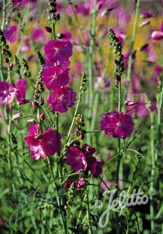 SIDALCEA Malviflora-Hybr.  'Partygirl' Seeds