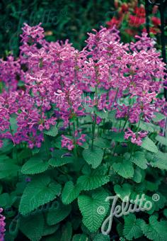 STACHYS macrantha   Korn