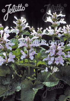 STACHYS macrantha  'Morning Blush' Korn