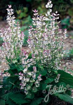 SALVIA sclarea   Portion(en)