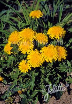 TARAXACUM officinale   Portion(s)