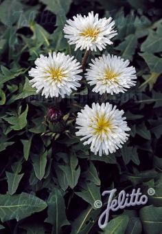 TARAXACUM albidum   Portion(en)